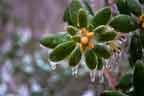 frozen rhododendron bud